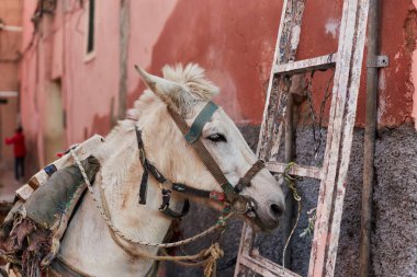Turizm için Marakeş Fas 'ta duvarda duran eşek.