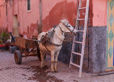 Turizm için Marakeş Fas 'ta duvarda duran eşek.