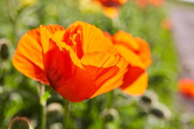 Makro fotoğraf doğa çiçekleri açan gelincikler. Kırmızı gelincik çiçeklerinin arka plan dokusu. Kırmızı gelincik tarlası görüntüsü.