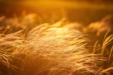 Kapatın silueti tropikal çim çiçeği ya da setaceum pennisetum çeşmesi çimenleri gün batımında arka planda.