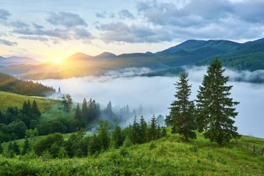 Dağlarda sis ve sıra sıra ağaçlarla kaplı bir manzara.
