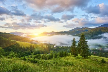 Dağlarda sis ve sıra sıra ağaçlarla kaplı bir manzara.