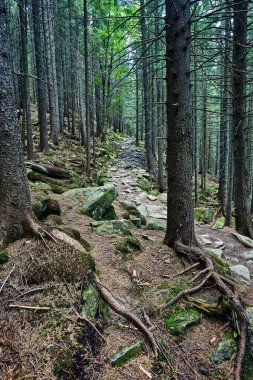 Sabah güzel bir orman yolunda yol