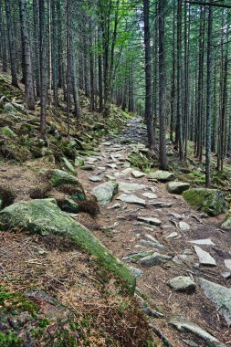 Eko-turizm Yaz Ormanı boyunca kayalık patika
