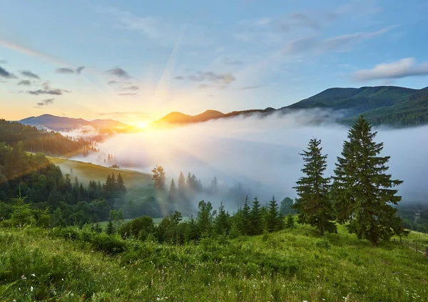 Dağlarda sis ve sıra sıra ağaçlarla kaplı bir manzara.