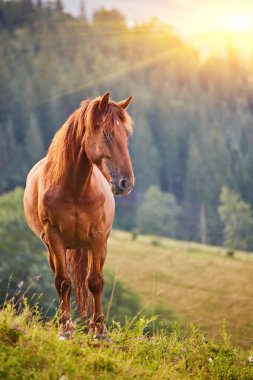 At, Karpat Dağları 'ndaki çayırlarda otluyor. Puslu bir manzara. Dağların tepesinde sabah sisi. Ukrayna.