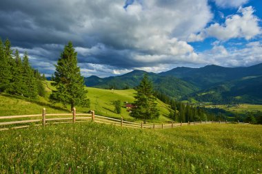 Alplerde yeşil çayırlar, çiçek açan çiçekler ve arka planda karla kaplı dağ tepeleri olan Idyllic manzarası.