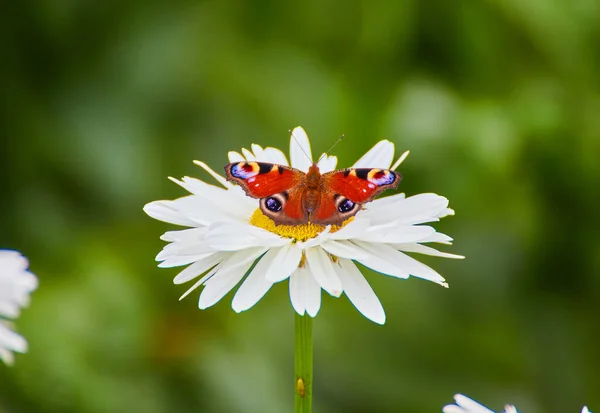 The butterfly sits on a camomile flower. while sucking honey from the flower princess. Macro.