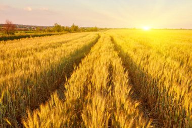 Dikenli buğday tarlası, yakın plan, buğday dikenli arka plan.