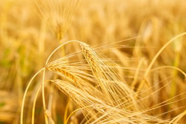 Bulanık arkaplanda buğday görüntüsü