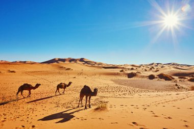 Fas 'ta Sahra Çölü' nde bir kum tepesinde duran deve.