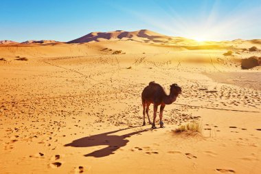 Fas 'ta Sahra Çölü' nde bir kum tepesinde duran deve.