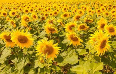 Bahar manzarası, güzel altın ayçiçeği tarlası, mavi gökyüzü ve arka planda beyaz bulutlar.