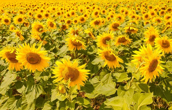 Paisaje Primaveral Campo Hermosos Girasoles Dorados Cielo Azul Nubes Blancas —  Fotos de Stock