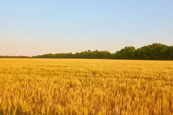 Paisaje Verano Campo Trigo Amarillo Cielo Azul Oscuro —  Fotos de Stock