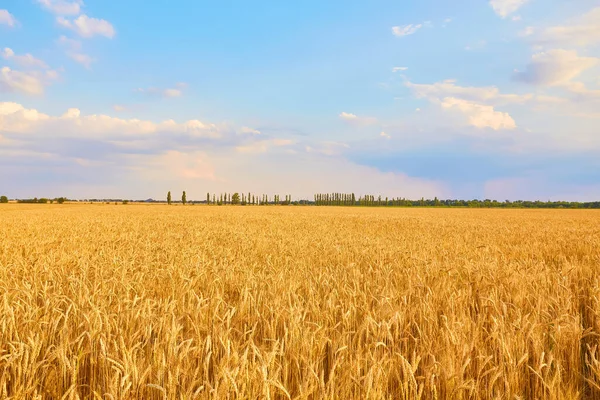 Immagine Campo Grano Con Cielo Azzurro Giorno Estate — Foto Stock