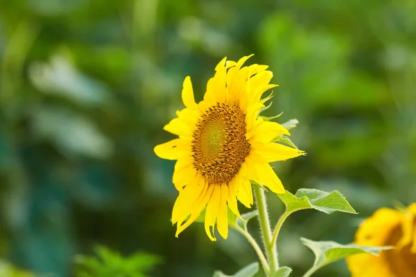 Goldene Sonnenblume Auf Dem Feld Gegenlicht Der Strahlen Der Untergehenden — Stockfoto