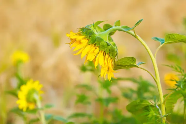 Goldene Sonnenblume Auf Dem Feld Gegenlicht Der Strahlen Der Untergehenden — Stockfoto