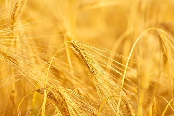 Bild Des Weizens Auf Dem Feld Auf Verschwommenem Hintergrund Nahaufnahme — Stockfoto