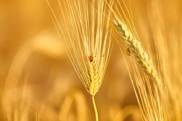 Buğday Kulakları Bir Uğur Böceği Güneşli Bir Yaz Gününde Mavi — Stok fotoğraf