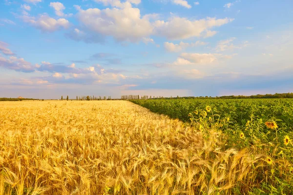 Sommerlandschaft Gelbes Weizenfeld Und Dunkelblauer Himmel — Stockfoto