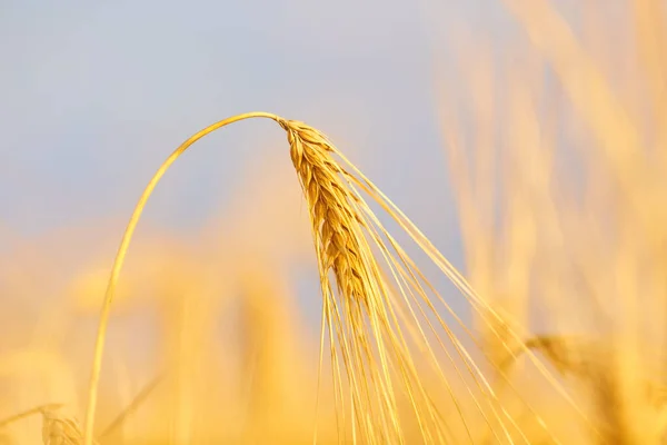 Изображение Пшеницы Поле Размытом Фоне Крупным Планом — стоковое фото
