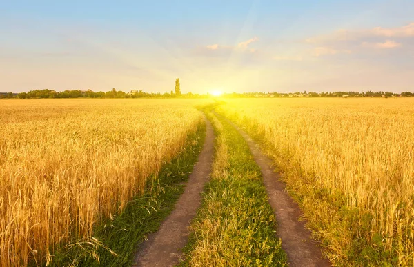 Paesaggio Estivo Campo Grano Giallo Cielo Blu Scuro — Foto Stock