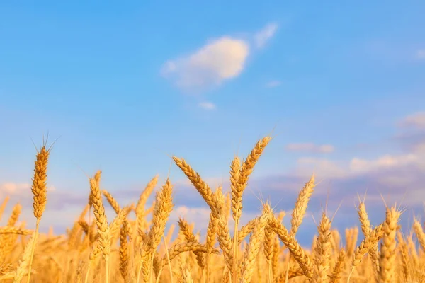 Imagen Campo Trigo Con Cielo Azul Día Verano — Foto de Stock