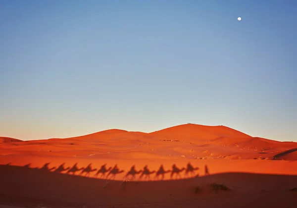 Sombras Camellos Desierto Del Sahara Merzouga Marruecos — Foto de Stock