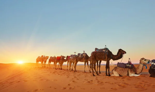 Cammello Carovana Che Attraversa Dune Sabbia Nel Deserto Del Sahara — Foto Stock