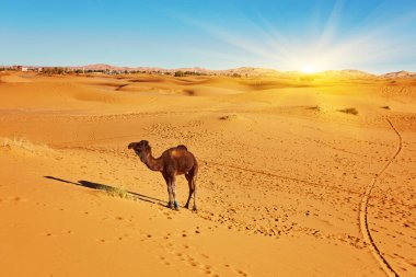 Fas 'ta Sahra Çölü' nde bir kum tepesinde duran deve.