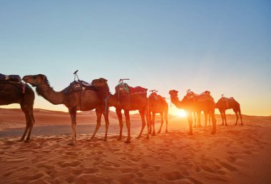 Deve kervanı Sahra Çölü, Fas 'taki kum tepelerinden geçiyor..