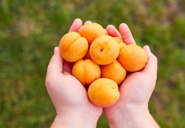 Çiftçi elleri organik olgun kayısıları tutuyor, seçici bir odak noktası.