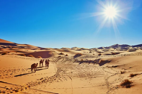 Camello Desierto Del Sahara Marruecos Pie Sobre Una Duna — Foto de Stock