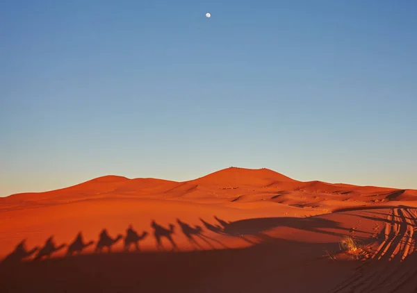 Sombras Camellos Desierto Del Sahara Merzouga Marruecos — Foto de Stock