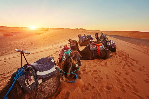 Cammello Nel Deserto Del Sahara Marocco Piedi Una Duna — Foto Stock