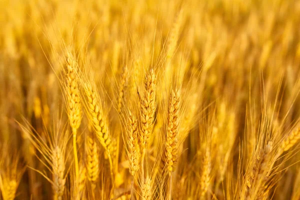 Weizenfeld Mit Stacheln Nahaufnahme Hintergrund Mit Weizenstacheln — Stockfoto