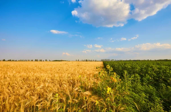 Summer Landscape Yellow Wheat Field Dark Blue Sky — Stock Photo, Image