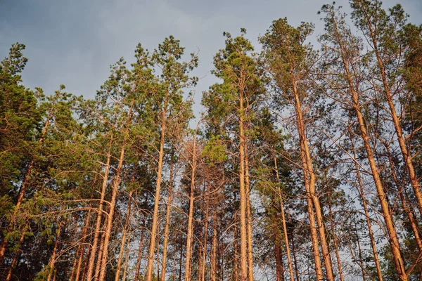 Las Sosnowy Pod Głębokim Błękitnym Niebem Karpatach — Zdjęcie stockowe