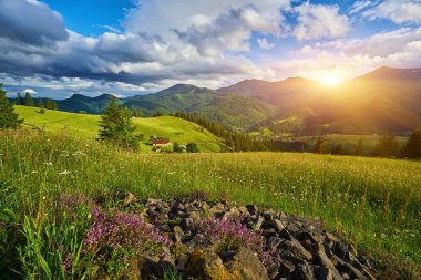 Dağlar ve çiçeklerle İlkbaharda Alplerde