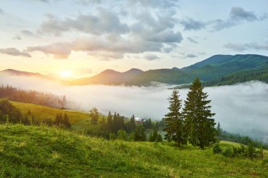 Dağlarda sis ve sıra sıra ağaçlarla kaplı bir manzara.