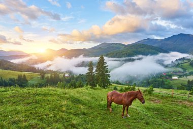 At, yağmurdan sonra Karpatlar 'ın dağlık bölgesinde yeşil otlakların sisle kaplandığı bir dağ otlağında otlar..