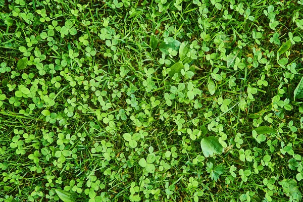 Grönt Gräs Yta Morgon Dagg Grönt Gräs Naturlig Bakgrund — Stockfoto