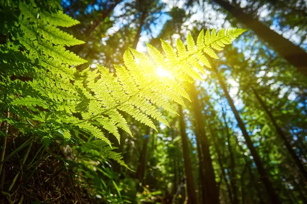 Detailed Shot Beautiful Fern Leaf Illuminated Sunbeams Bright Spring Sunbeams — Stock Photo, Image