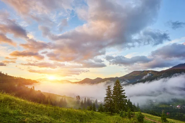 Beautiful Sunset Pine Forest Carpathian Mountains — Stock Photo, Image