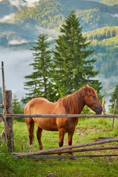 Caballo Pasta Pastizal Montañoso Donde Después Lluvia Los Verdes Pastos —  Fotos de Stock