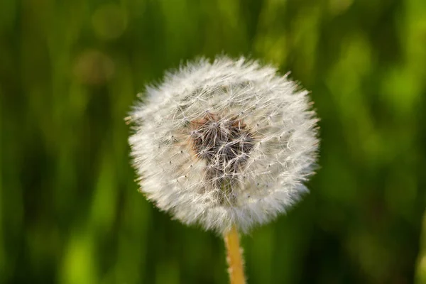 Maskrosfrö Kapsel Vacker Bakgrund — Stockfoto