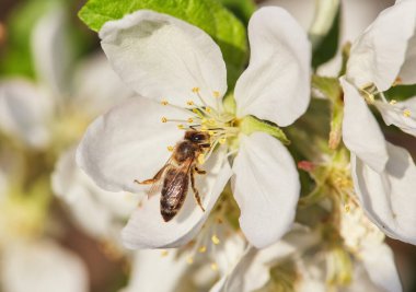 Arı, çiçek açan bir elma ağacının üzerinde oturur ve onu döller.