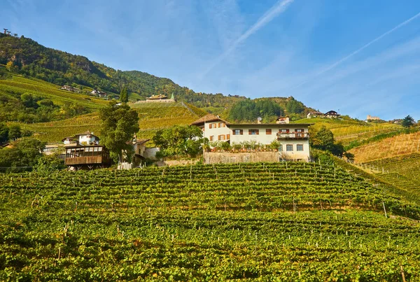 Идиллический Сельский Пейзаж Замком Виноградниками Мерано Южный Тироль Италия — стоковое фото