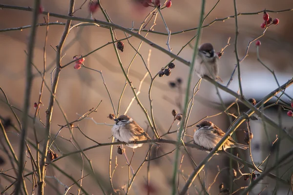 Moineau — Photo